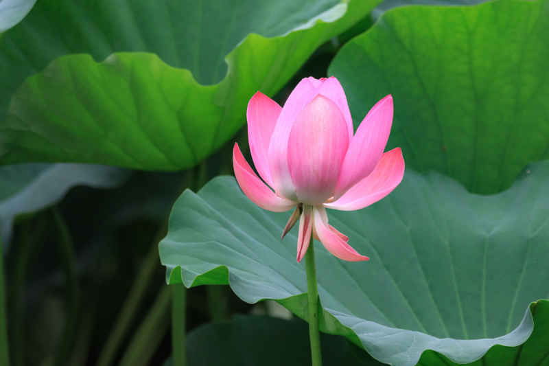 荷花 12