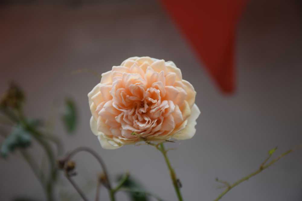 眺望之花