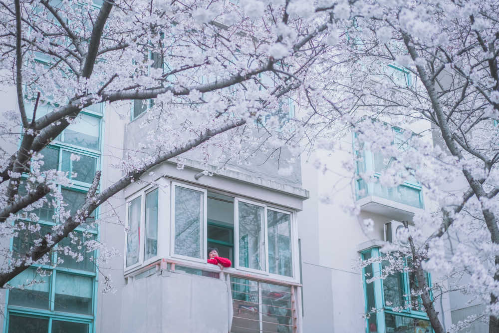 樱花季