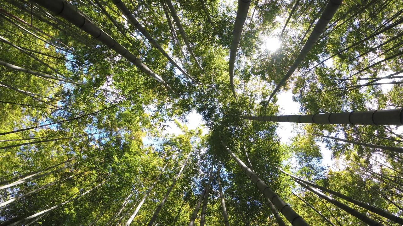 竹林的天空
