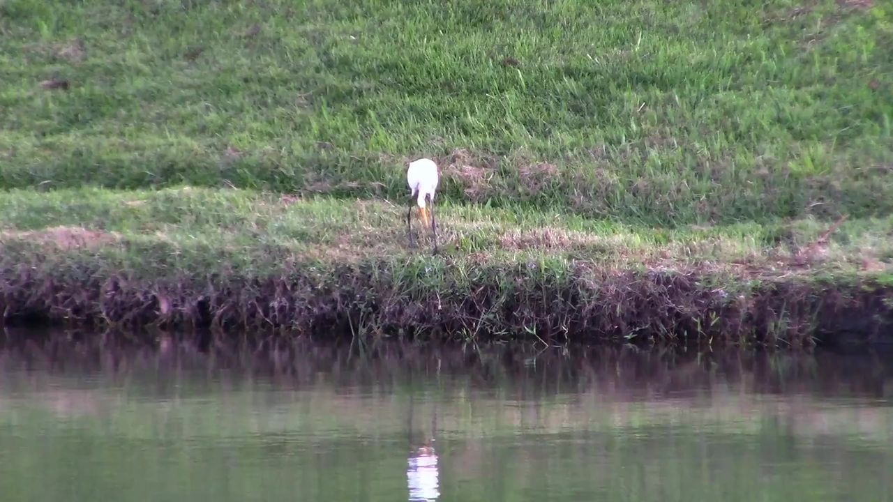 苍鹭鸟湖动物水