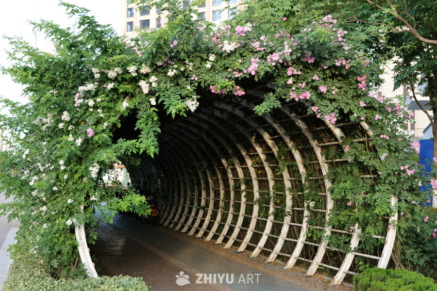 月季花 71