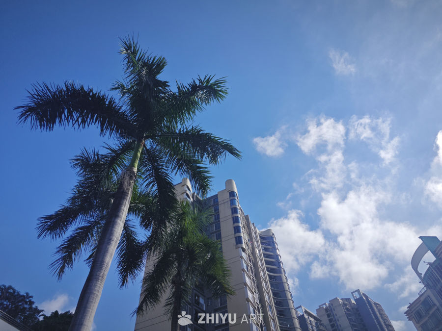 椰树楼房蓝天白云