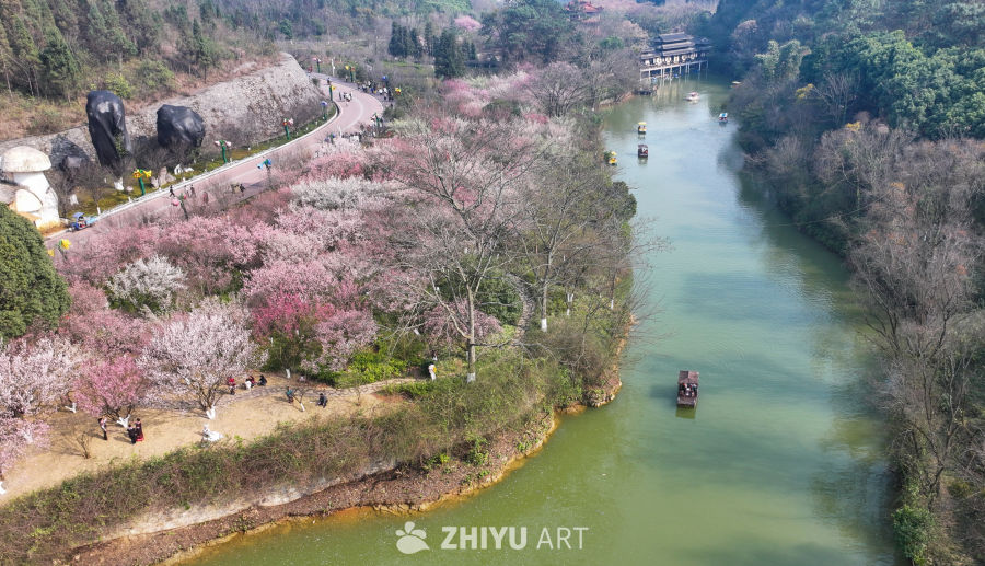 盛开的梅花  大美自然风景 4