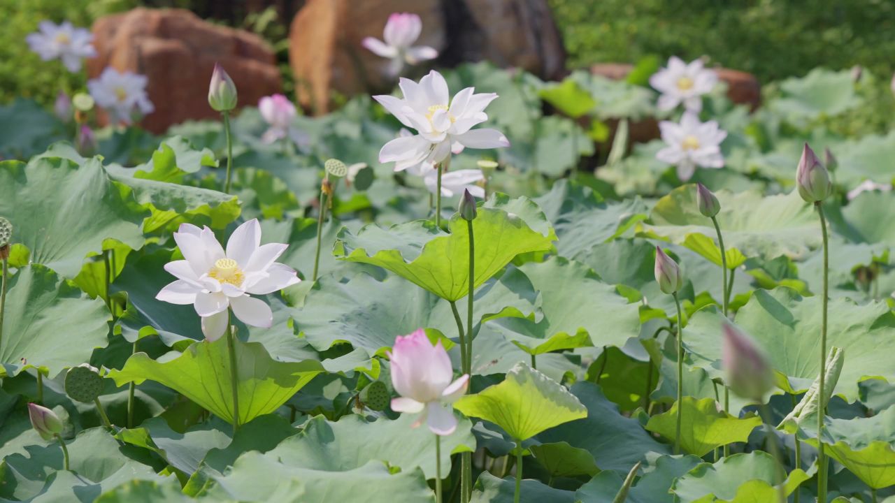 夏日白色荷花