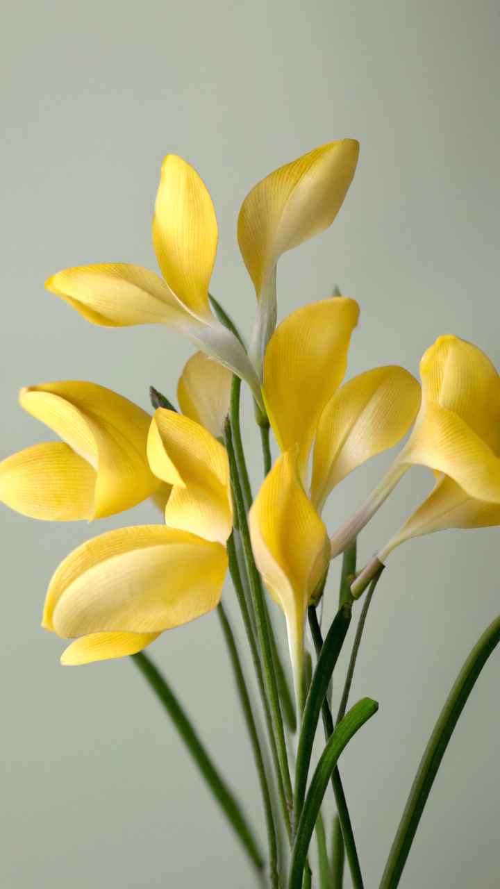 鲜花 26