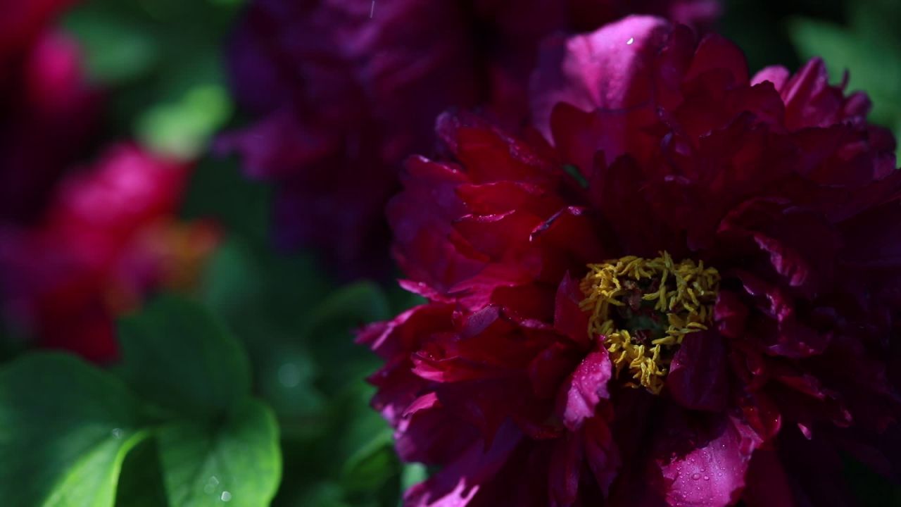 阳光下的红花