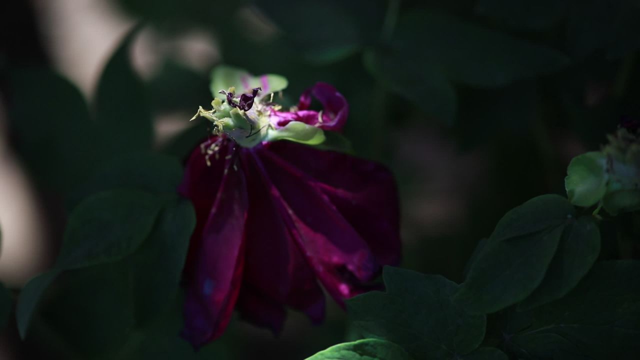 紫色花影下的宁静