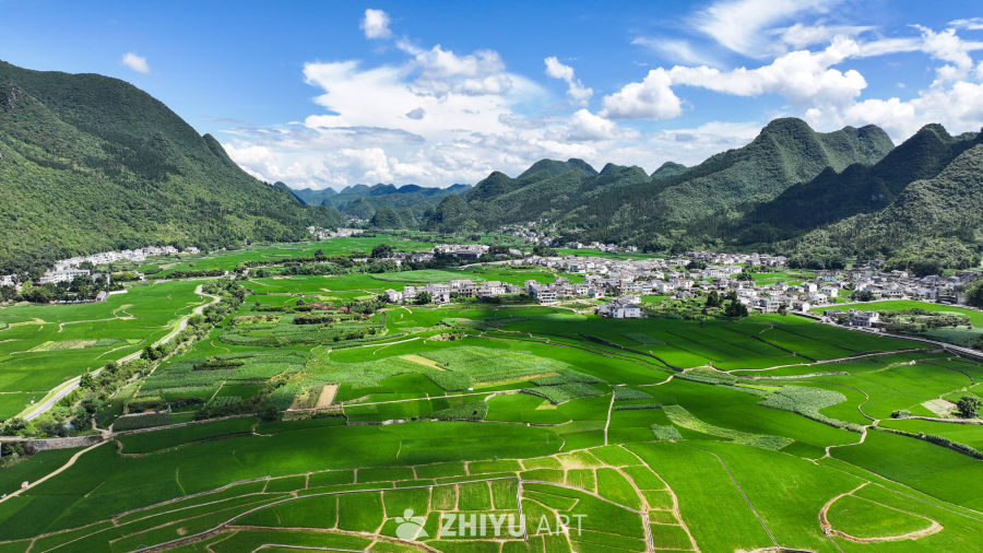 绿意盎然的稻田风光 2