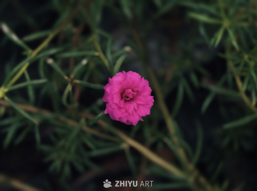 粉红花朵的静谧之美