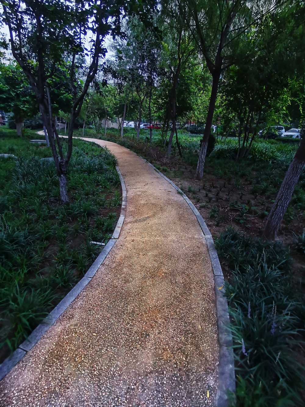 幽深的林中小路