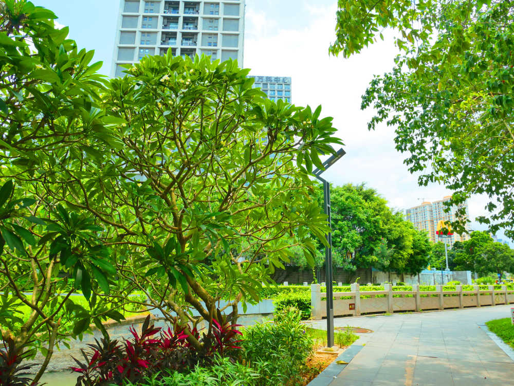 河边路旁鸡蛋花树