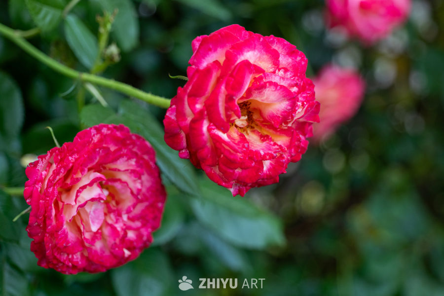 月季花 17