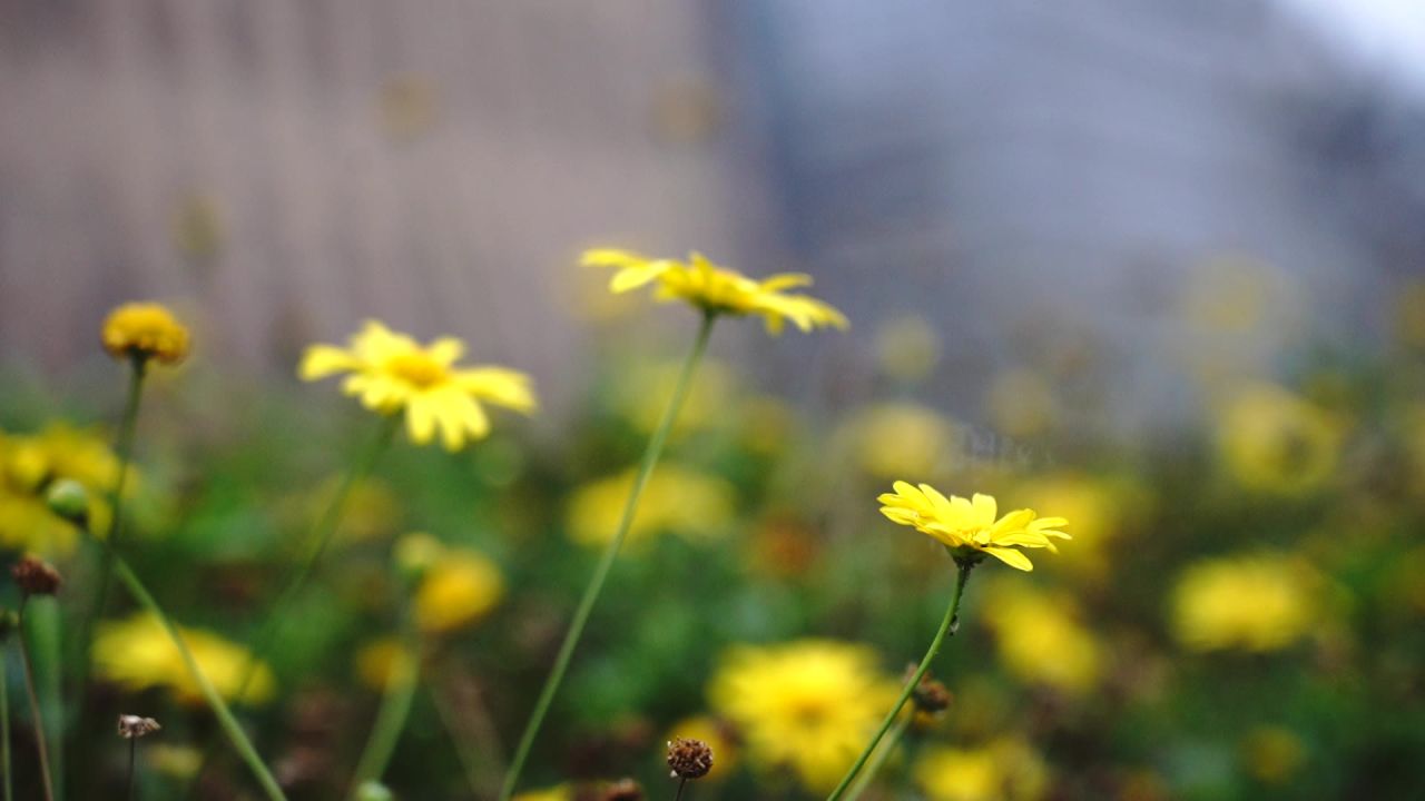 路边花坛