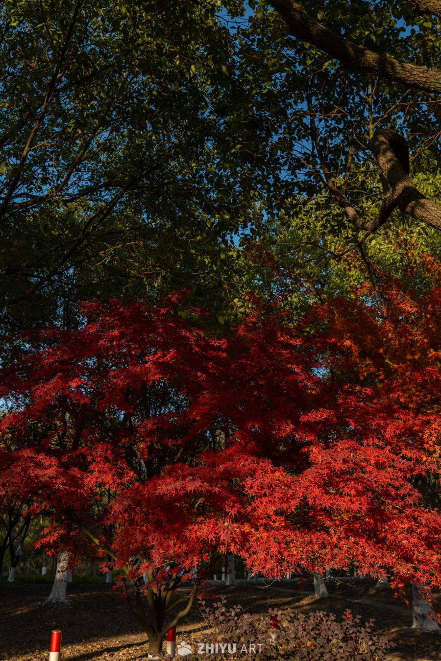 秋日红枫映阳光
