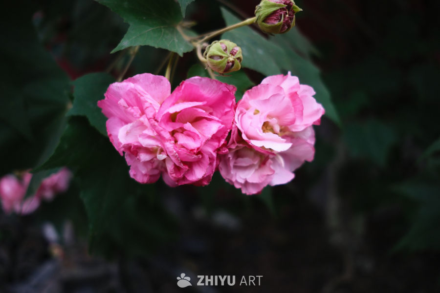 花