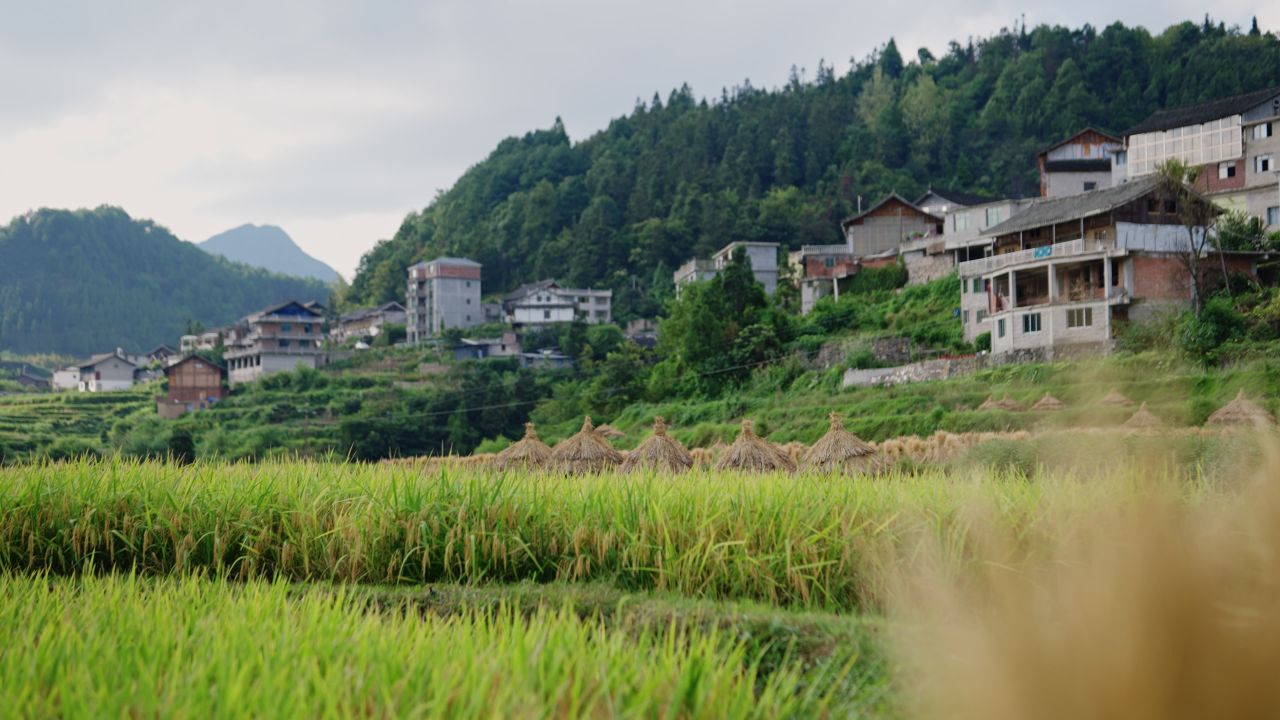 村庄旁边成熟的稻田稻子