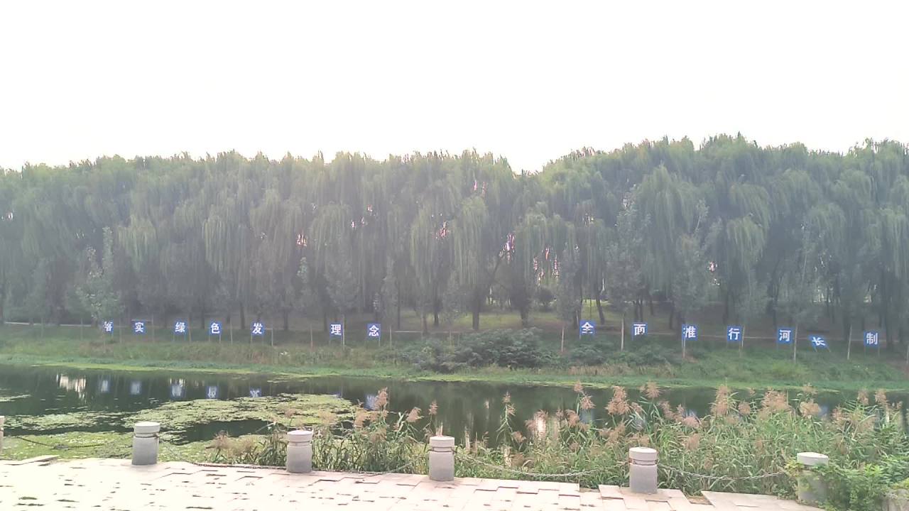 柳树，打牌，惬意 1