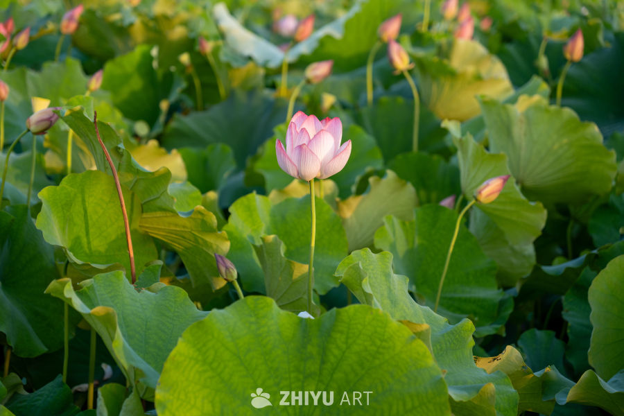 古楼荷花 32