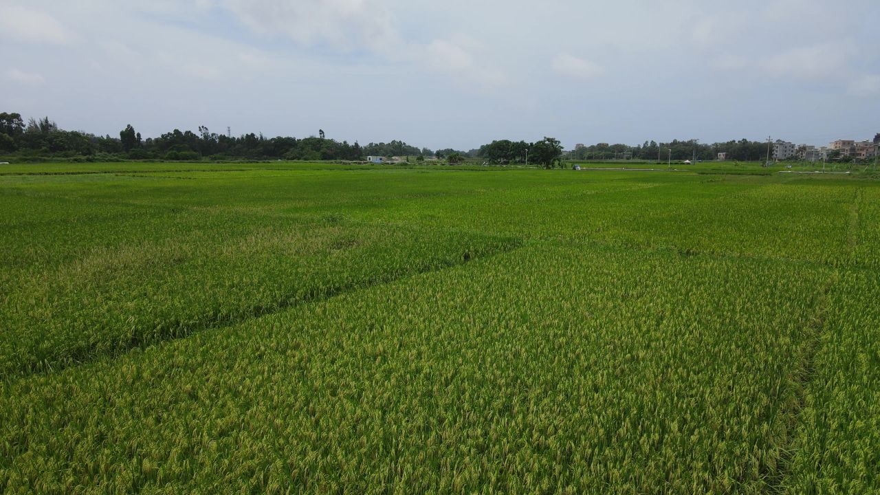 绿色稻田航拍 9