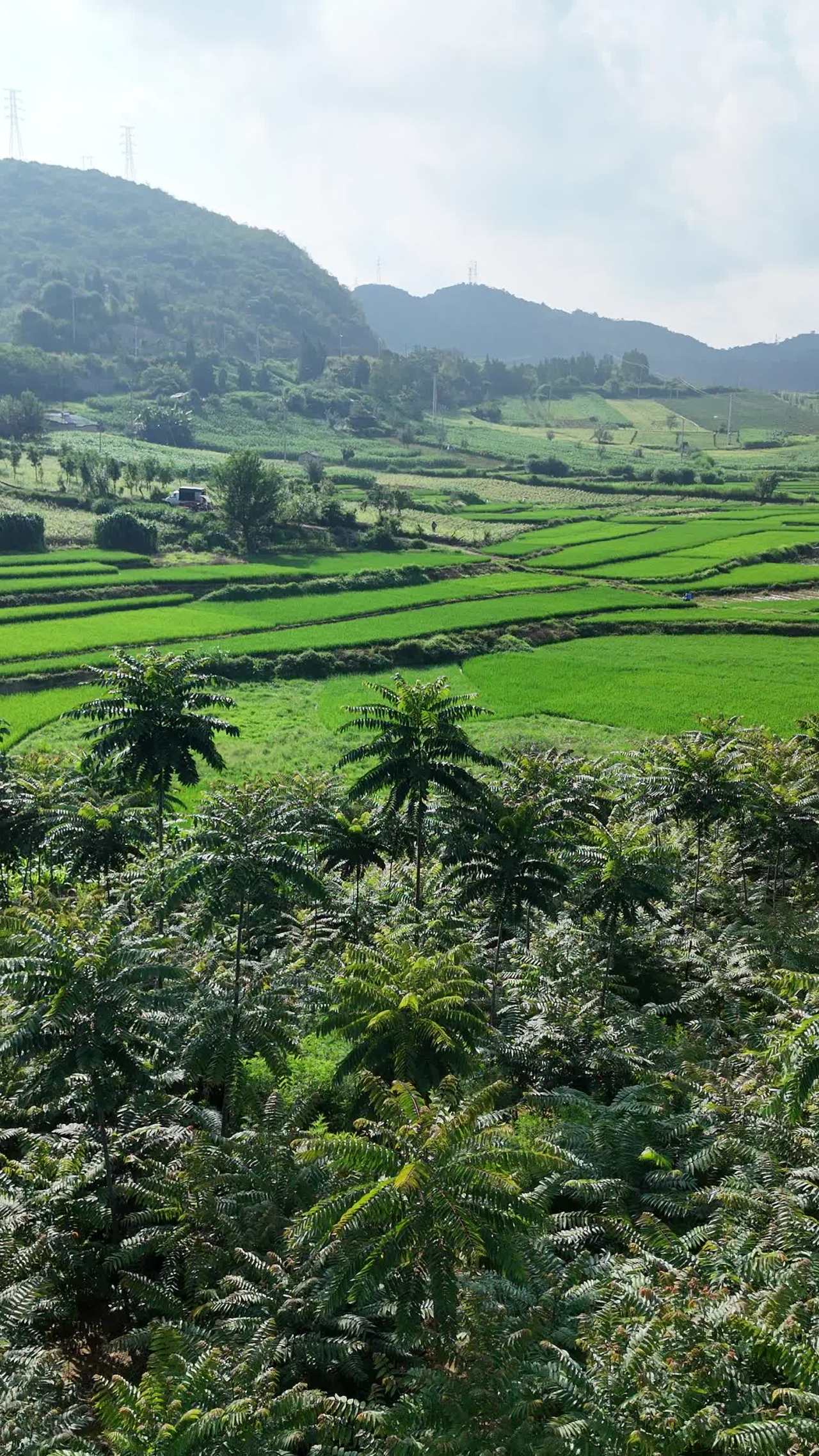 田园风光