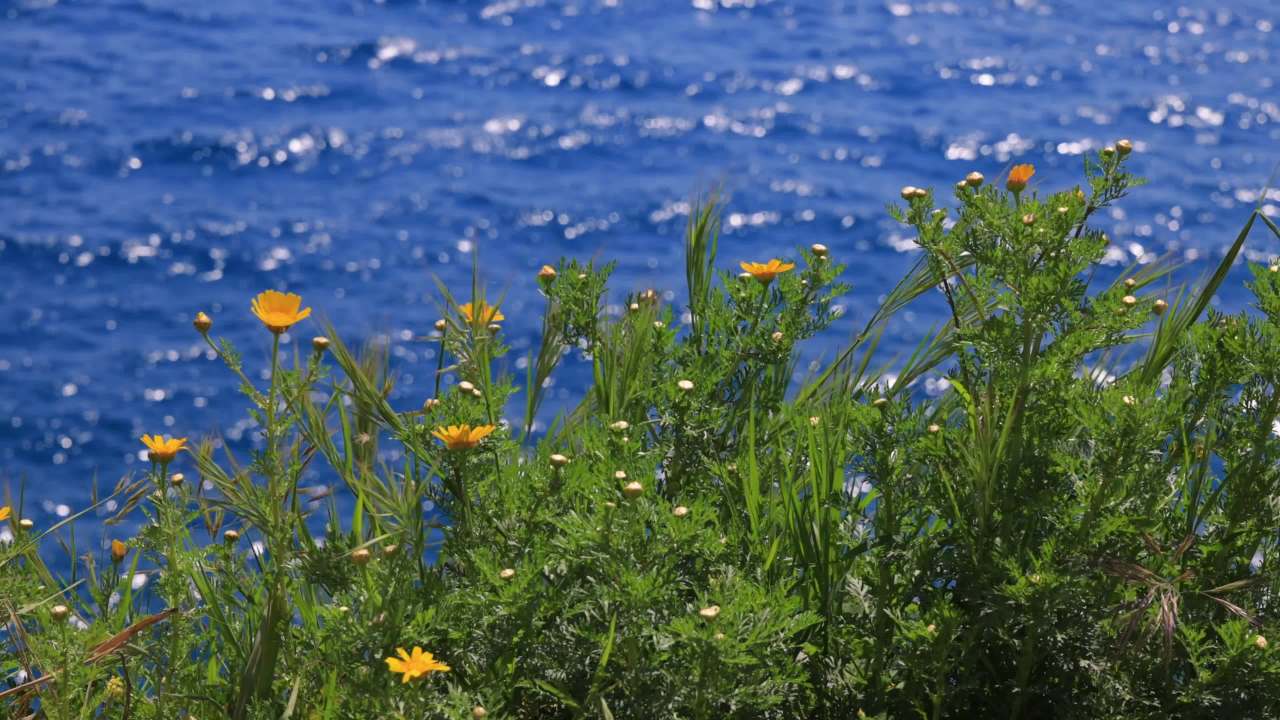海风中的花