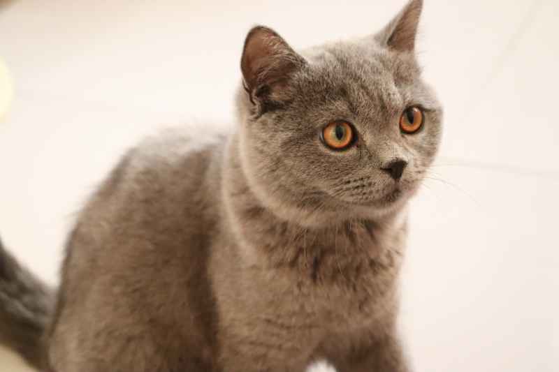 蓝猫自拍 4