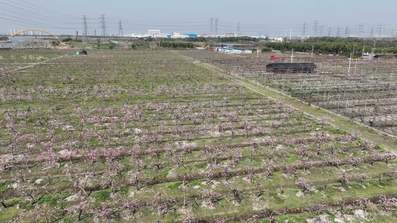 航拍农田果园景观 3