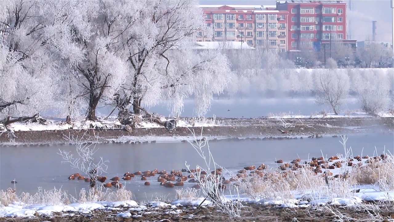 冬季候鸟