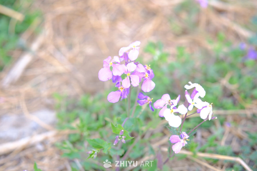 春天海棠花 33