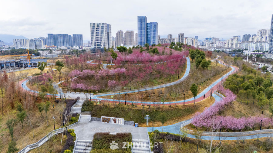 城市中的樱花公园