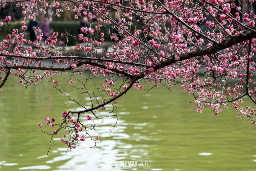 苏景园 42