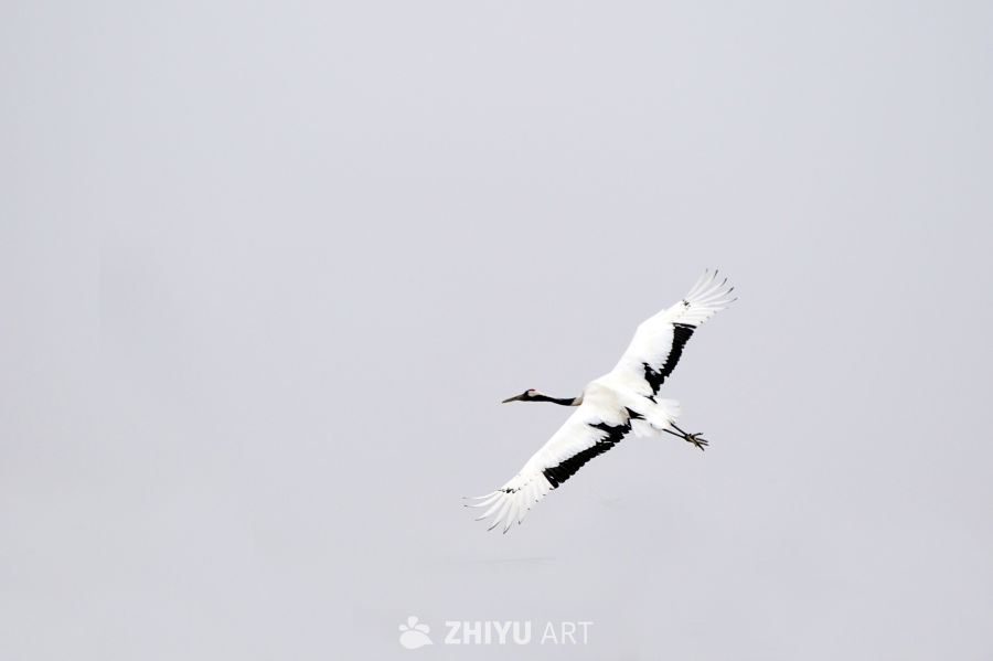丹顶鹤飞翔，干净背景 2