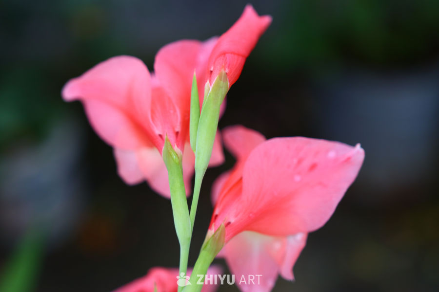 粉红花语：自然的温柔