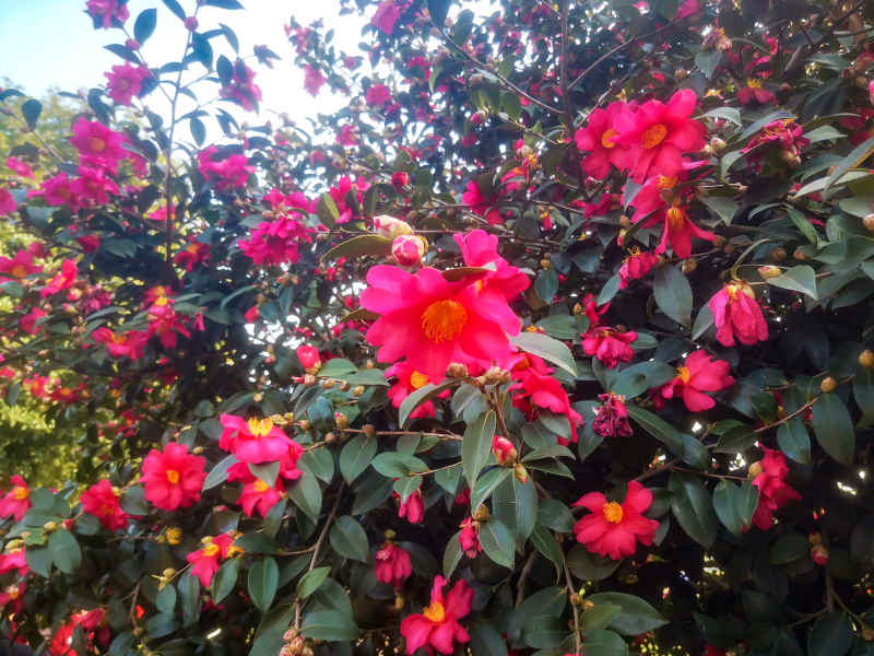 鲜花盛开山茶花花朵植物摄影图 
