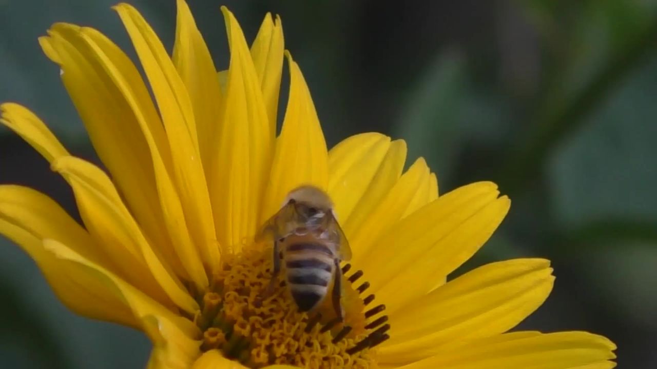 蜜蜂授粉昆虫花