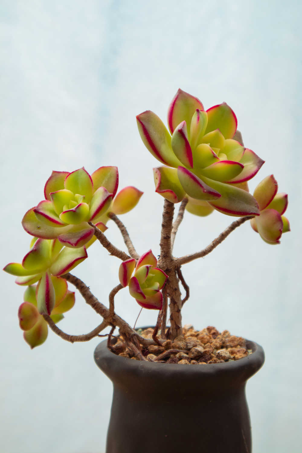 多肉植物
