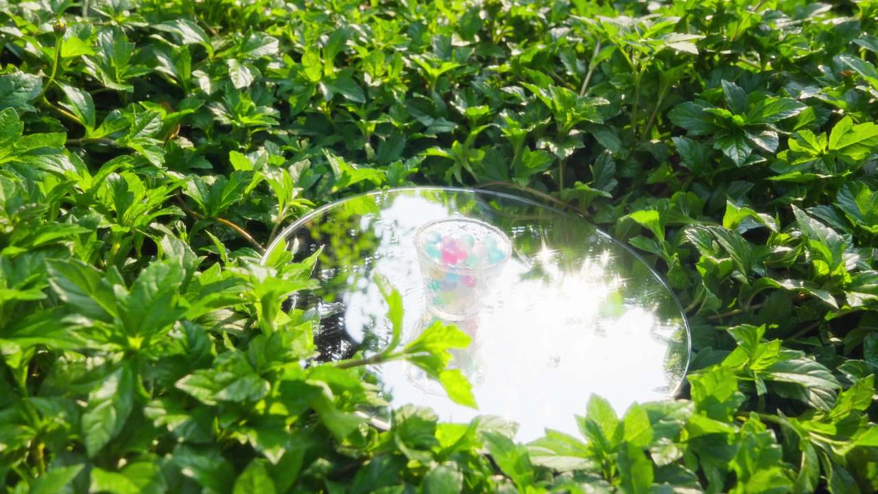 草丛里的水宝宝