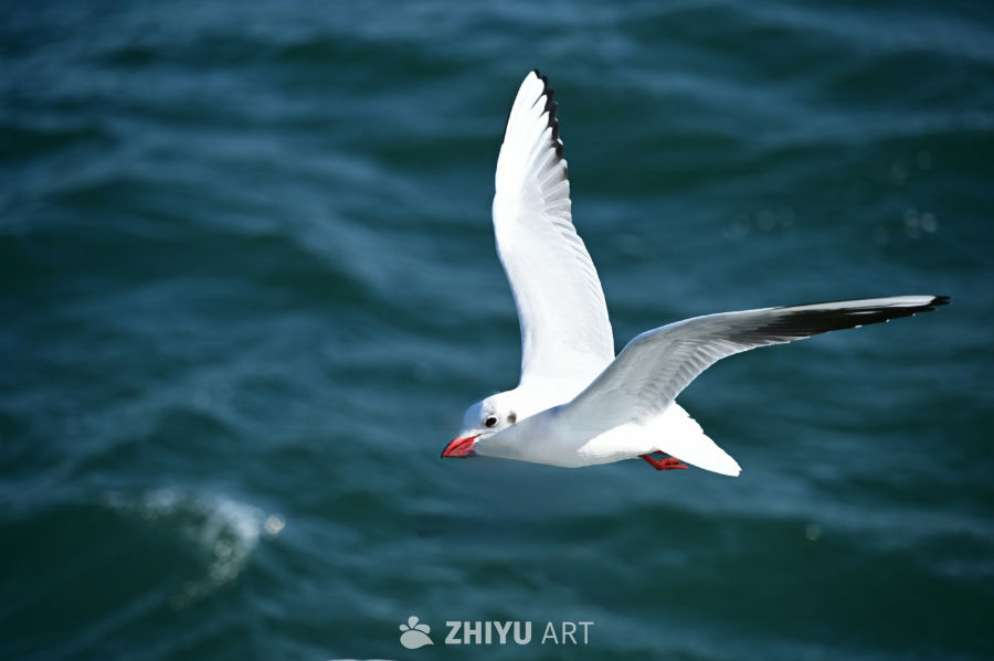 白色海鸥在蔚蓝大海自由飞翔 19