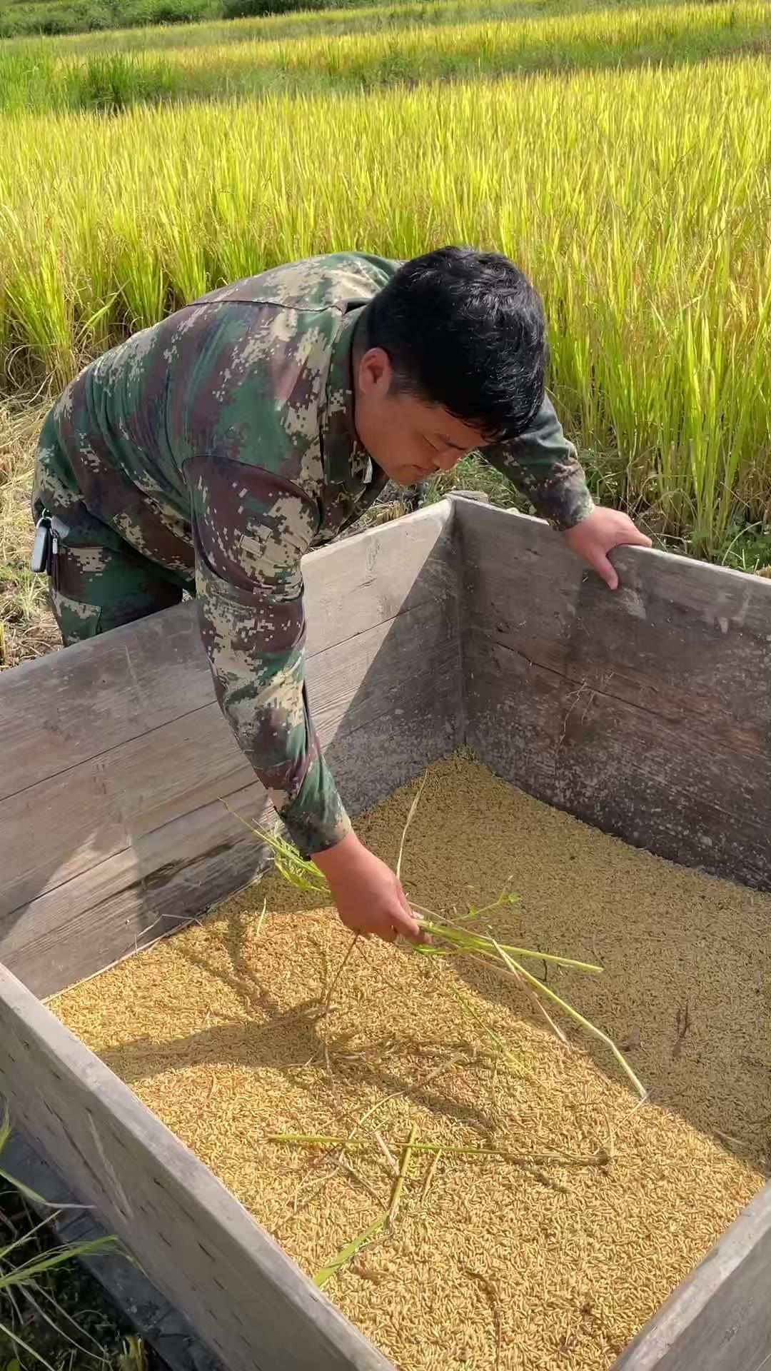 农田 收割水稻