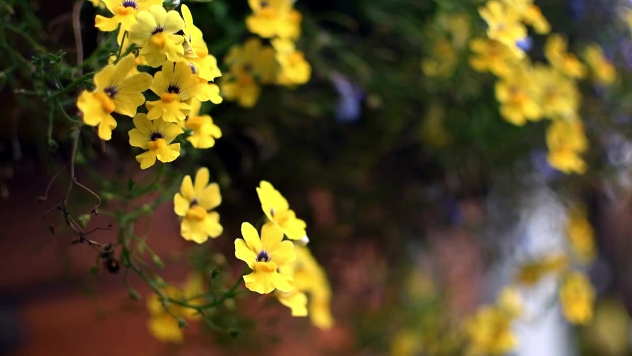 鲜花春黄色自然风