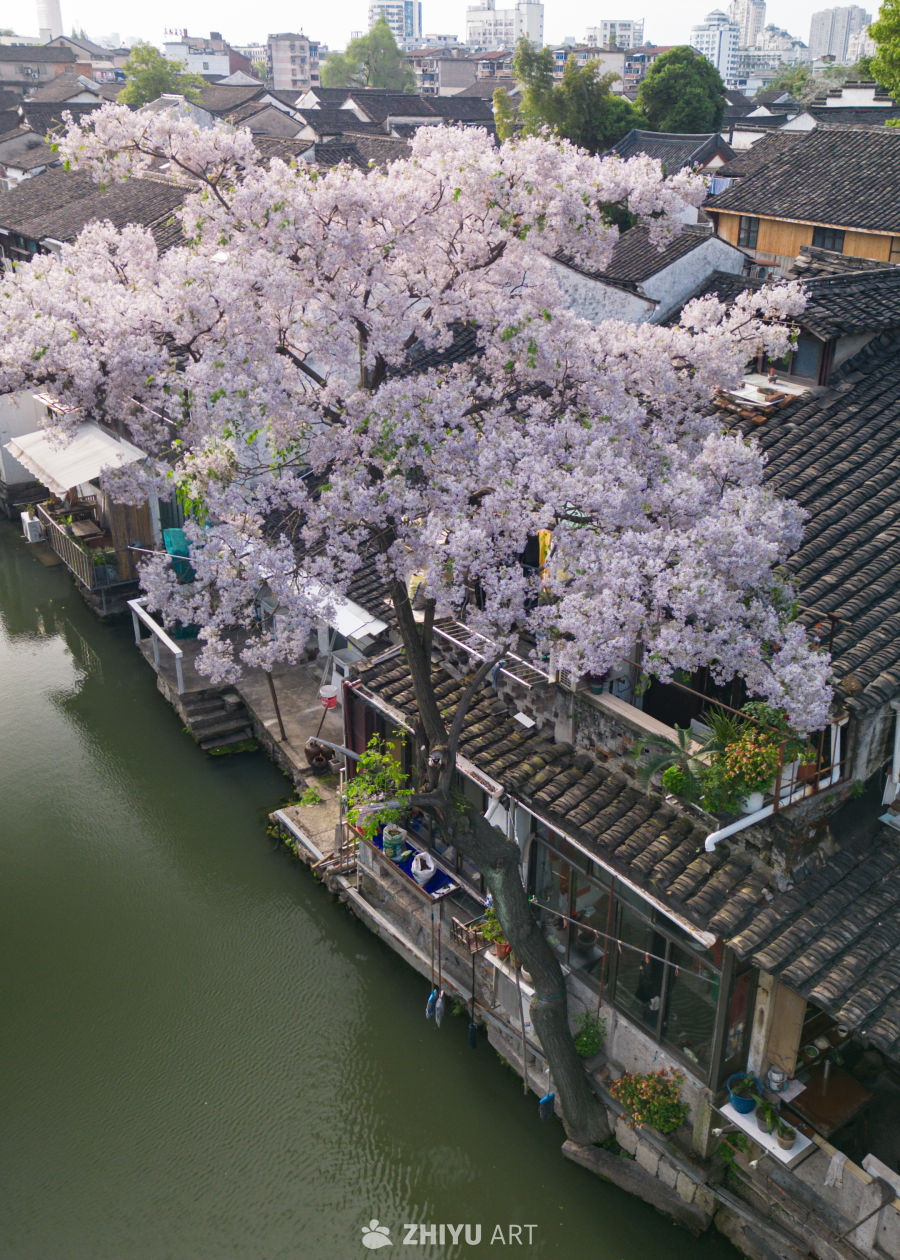 春日苦楝树花开