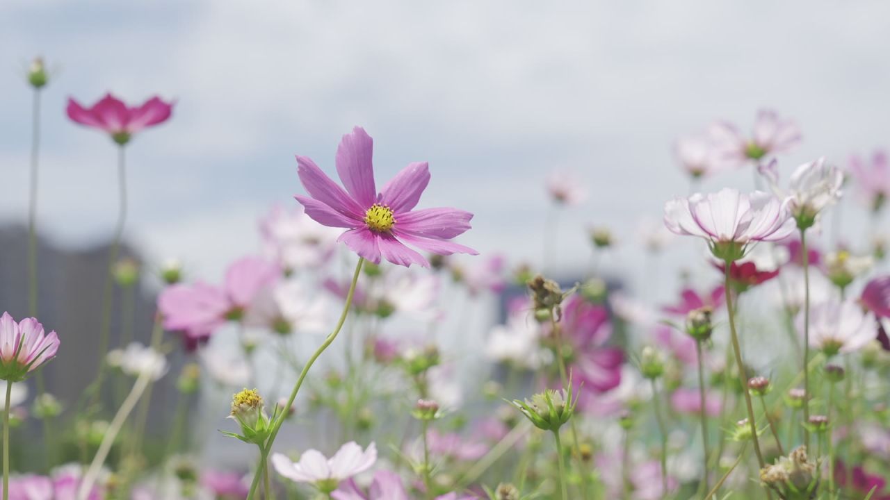 花海 7