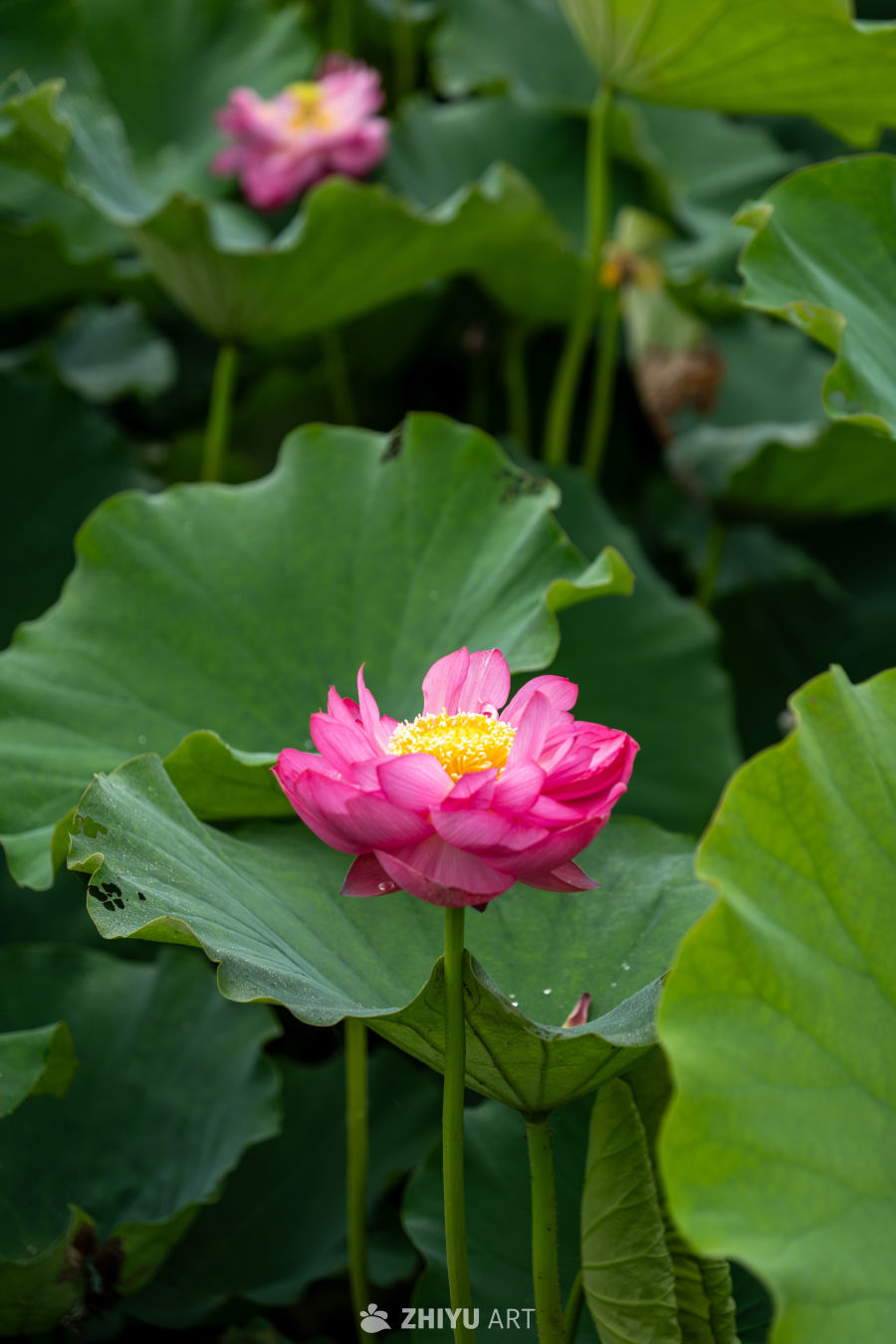 荷花 60