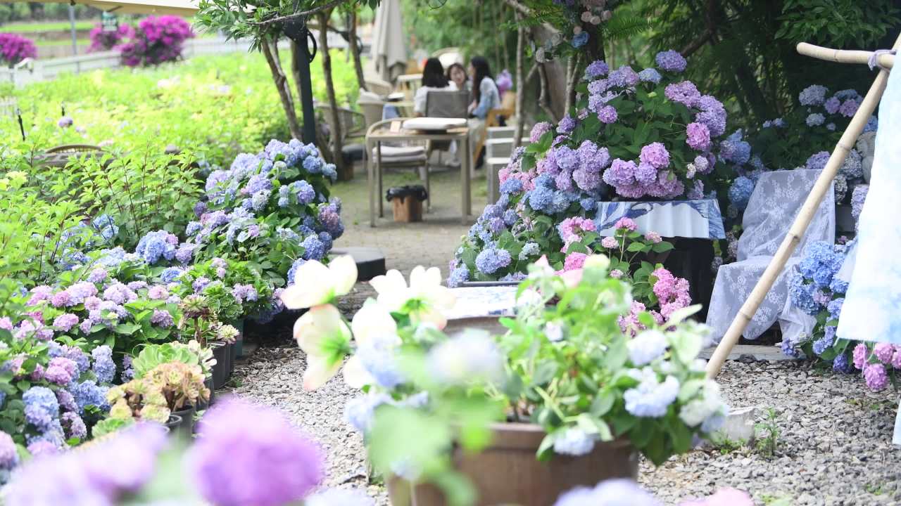 4k合集 绣球花花园休闲  花开特写