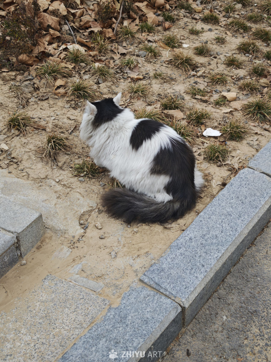 黑白猫咪静憩图