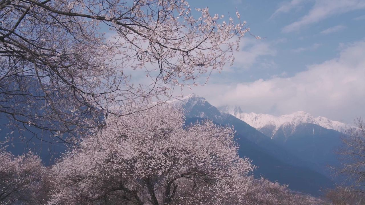 随风摇动的波密桃花