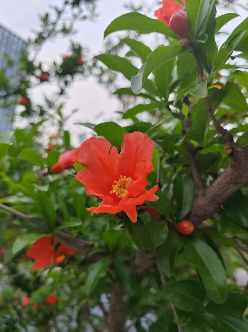 石榴花