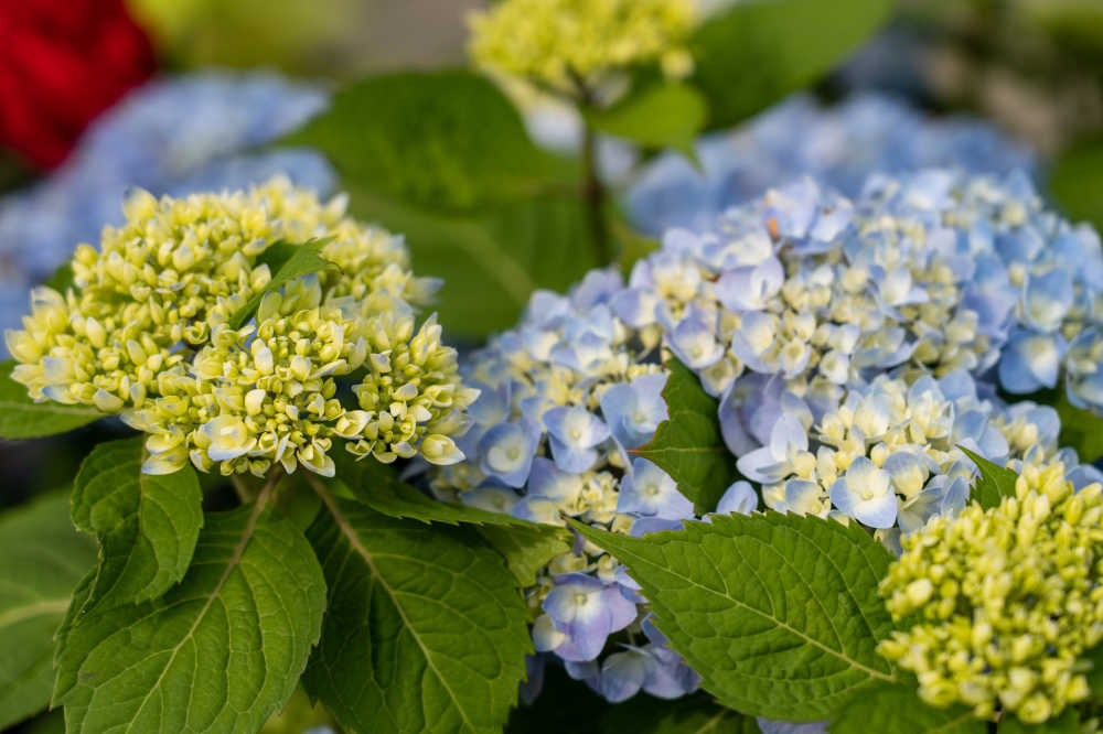 玫瑰谷的月季花