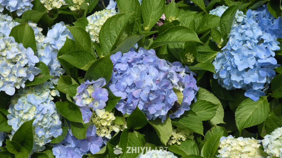 夏日里盛开的绣球花